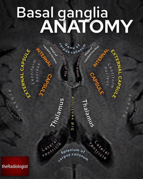 Sagittal Brain Basal Ganglia