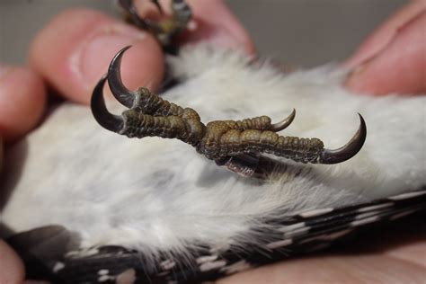 Hairy Woodpecker Foot Closeup Jennifer Schlick Flickr