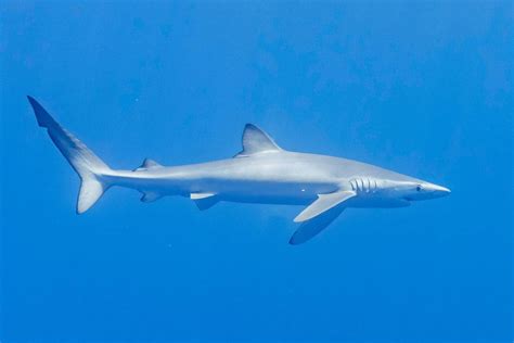 Carcharhinus Borneensis Tiburón De Borneo