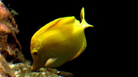 Yellow Tang Free Stock Photo Public Domain Pictures