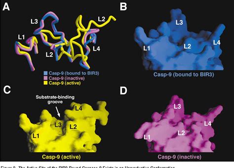 Figure 1 From Mechanism Of XIAP Mediated Inhibition Of Caspase 9