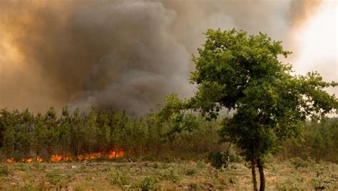 Feux De Forêt émissions Records De Carbone Liées Aux Incendies En