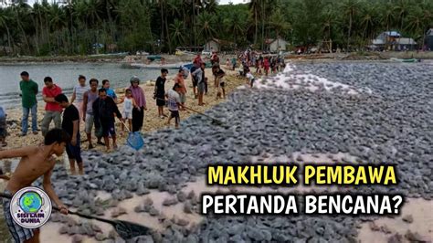 Warga Pesisir Geger Ribuan Makhluk Aneh Berkaki Gepeng Muncul Penuhi