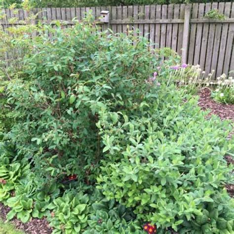 Honeyberry Plant Lonicera Caerulea Singolaska And Wojtek ScotPlants