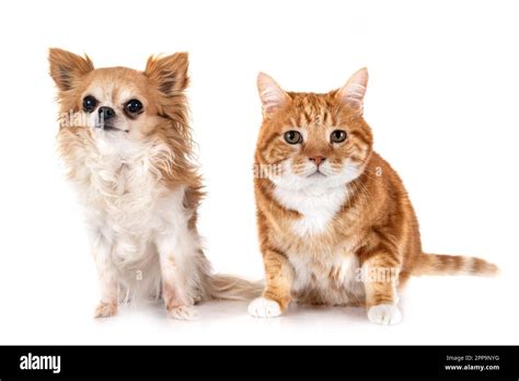 Ginger Cat And Chihuahua In Front Of White Background Stock Photo Alamy