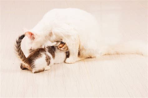 Cat feeding kittens milk stock image. Image of adorable - 62450541