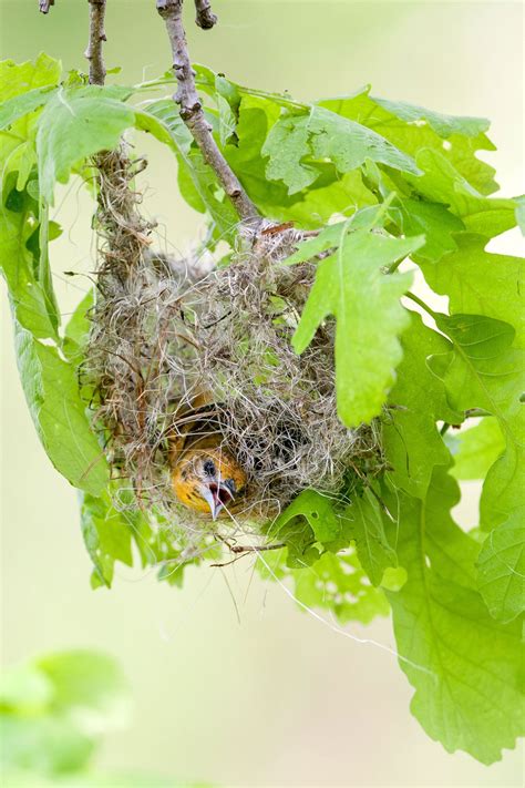 How Orioles Build Those Incredible Hanging Nests Audubon