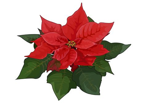 Poinsettia Flower Oleander Plant Christmas Flower Png Download 3508