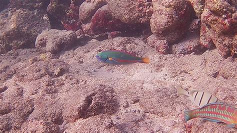 Snorkeling at Poipu Beach Park | Snorkeling in Kauai