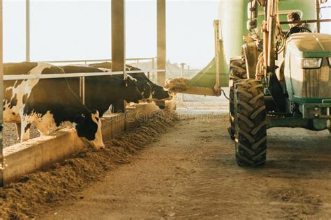 Tractor Feeding Cows Stock Photos Free Royalty Free Stock Photos