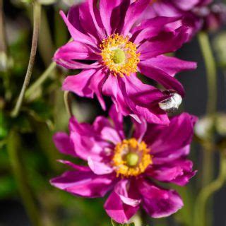 Anemone Japonica Prinz Heinrich Herbstanemone Prinz Heinrich