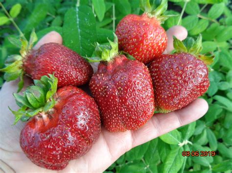 Каталог ранних сортов земляники садовой | Ягодный Микс