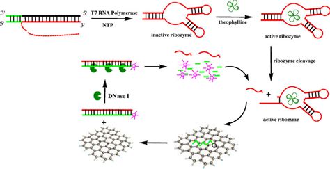 Scheme 1 Schematic Illustration Of Theophylline Dependent Ribozyme