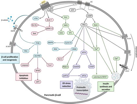 Frontiers The Interplay Of Glucagon Like Peptide Receptor