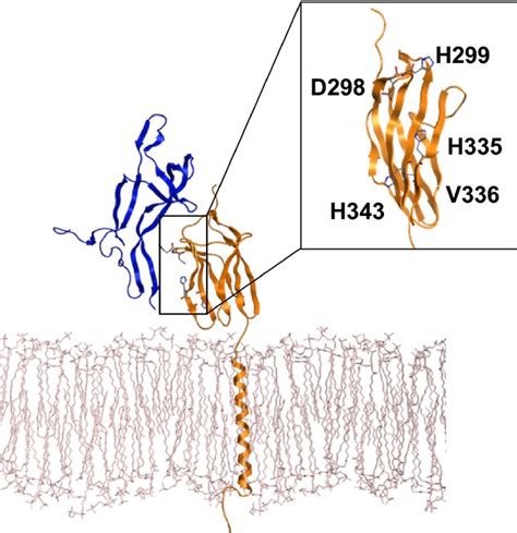 Computational Modeling Of The Specific Binding Between Trkb Yellow