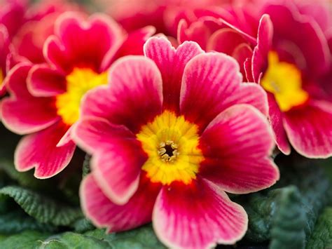 Caring For Primrose Plants How To Grow And Care For Primrose Artofit