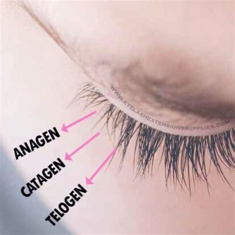 Eyelash growth stages | Eyelash growth cycle, Eyelash growth, Anagen