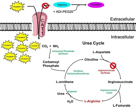 Model Of F Afetp Uptake In Response To Adi Peg Treatment In The