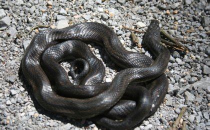 Black Rat Snake Pantherophis Obsoletus Psychotic Nature