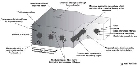 Schematic Summary Of Different States Of Water Molecules Absorbed In