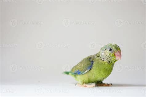 Newborn Parrot