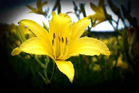 Lily Among Thorns