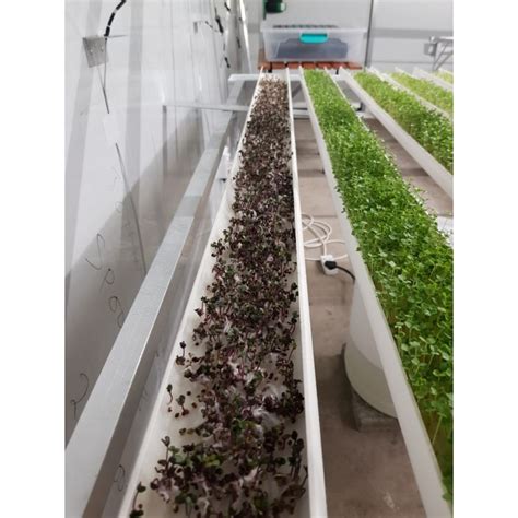 Hydroponic NFT Microgreens Kit System