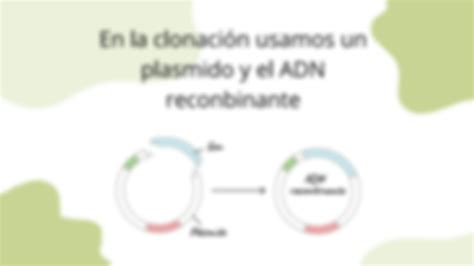 Solution Pasos Para Realizar Una Clonaci N Molecular Studypool