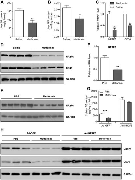 The Nuclear Orphan Receptor Nr2f6 Promotes Hepatic Steatosis Through