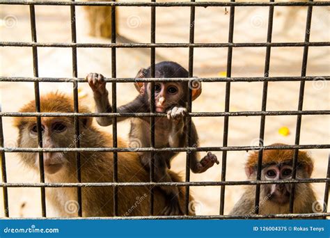 Little Monkey In Zoo Cage Stock Image Image Of Monkey 126004375