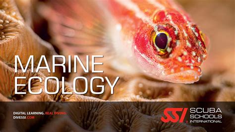 Marine Ecology Underwater Naturalist Dive Courses Dive Tours