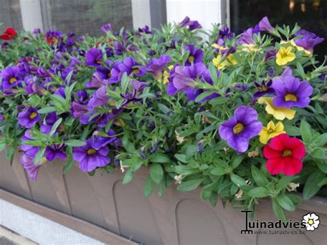 Mini Petunia Calibrachoa Million Bells Series