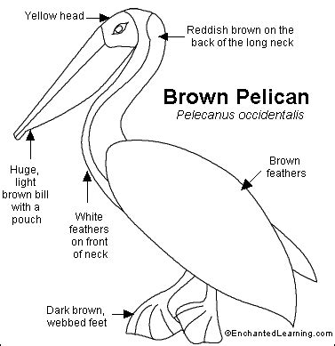 Brown Pelican Read-and-Answer Quiz - EnchantedLearning.com