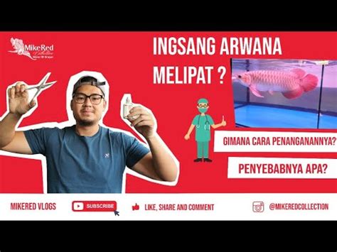 Insang Arwana Melipat Apa Penyebabnya Ini Cara Menyembuhkannya