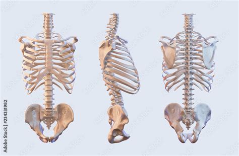 Human Skeleton Vertebrae Anatomy Spine Vertebral Rib Cage Hip