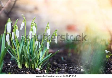 113,061 Cold Spring Garden Images, Stock Photos & Vectors | Shutterstock