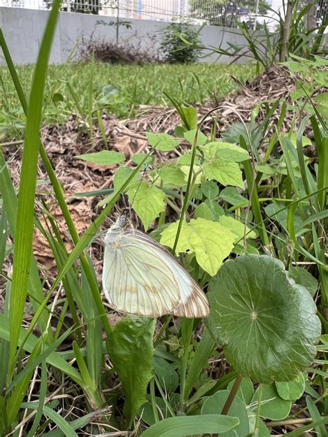 Great Southern White From Avenida Coronel Marcos Konder Itaja Sc Br