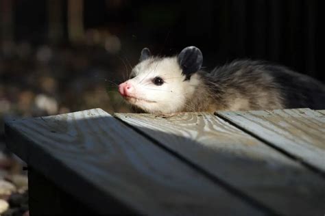 How Many Teeth Do Opossums Have? - Cool Wood Wildlife Park