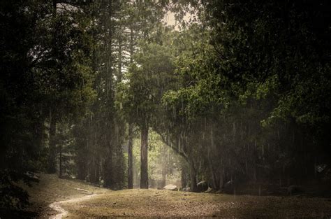 🔥 Free download Rain summer forest wallpaper 2048x1356 WallpaperUP [1057x700] for your Desktop ...