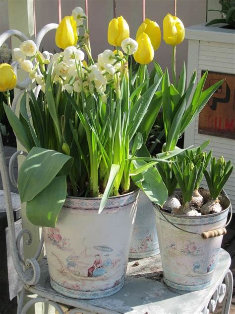 Bulbes De Printemps En Pot La Terre Est Un Jardin