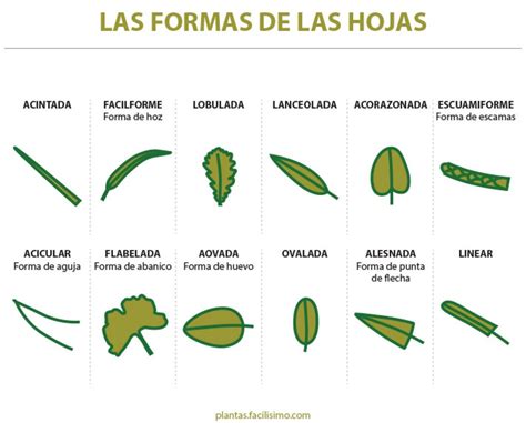 Details 48 Tipos De Hojas De árboles Y Sus Nombres Abzlocalmx