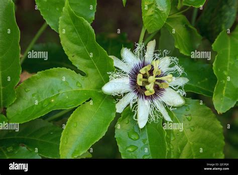 Purple And White Flower On A Passion Fruit Vine Called Passiflora