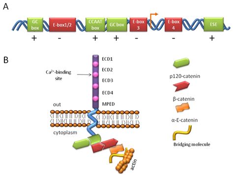 Genes Free Full Text The Function Of E Cadherin In Stem Cell