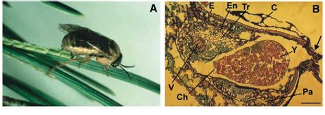 Figure From Insect Egg Deposition Induces Pinus Sylvestris To Attract