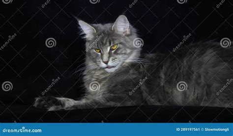 Blue Blotched Tabby Maine Coon Domestic Cat Female Laying Against