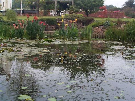 How Do I Plant Up An Earth Based Pond Or Lake Merebrook Pond Plants