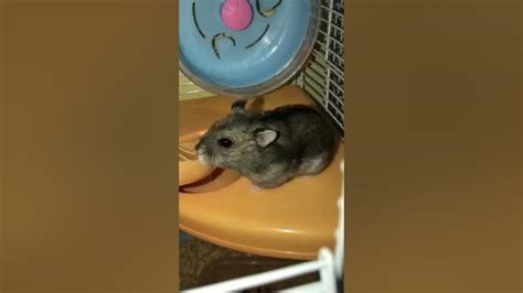 My 2 Cute Dwarf Hamsters 🐹 Winter White Youtube