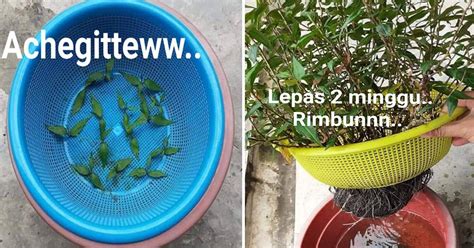 Cara Tanam Pokok Kesum Tanpa Tanah 2 Minggu Dah Merimbun Subur Tak