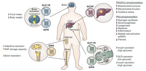 Incretins Glp Receptor Agonists And Dual Triple Agonists And The