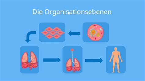 Organisationsebenen Biologie • Definition Und Beispiele · Mit Video